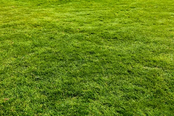 Cercles muraux Printemps grass