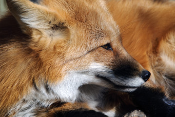 Red Fox Portrait