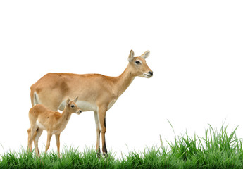 female and baby red lechwe isolated