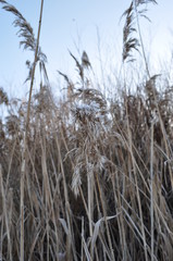 сухая трава