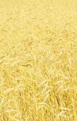 rye