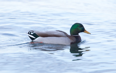 Anatra dal capo verde