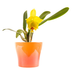 small bright yellow and red flowering cattleya orchid