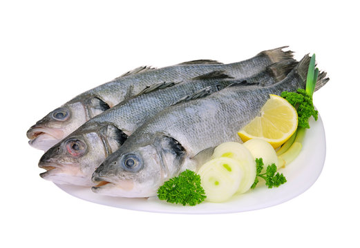 Wolfsbarsch - seabass 01