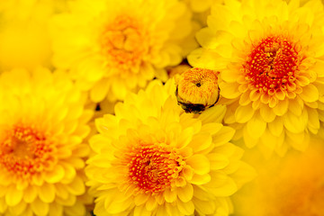 Closed up Chrysanthemum