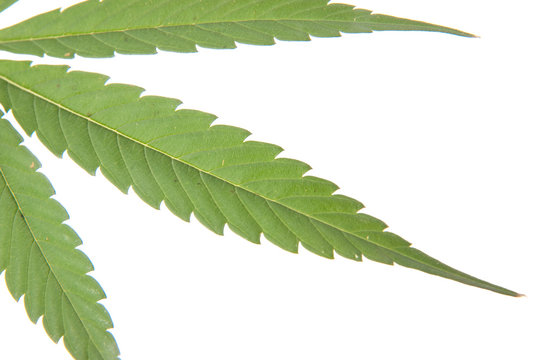 Cannabis leaf - Mariuana plant and leaf - hemp