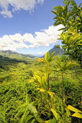 Fototapeta na wymiar Góra Rotui, Moorea, Polinezja Francuska