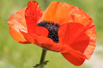 Red poppy