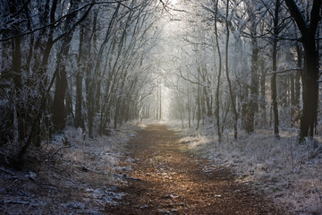 Path through snowy forest in winter