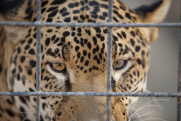 Jaguar in Cage