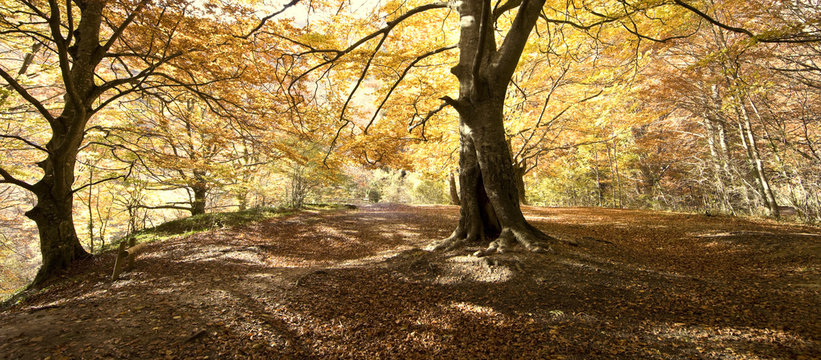 Sol de oto&ntilde;o