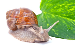 the garden snail in front of white background