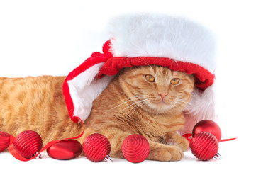 Obraz na płótnie Canvas Christmas Kitten