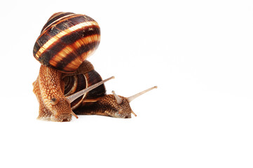 two funny  garden snails ,isolated on white