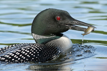 Common Loon fishing