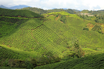 Fototapeta na wymiar Tea Plantation, Malaysia