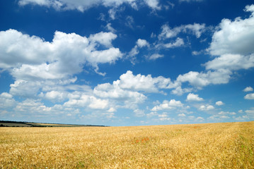 Wheaten field and the sky