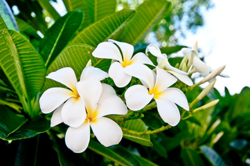 The  Frangipan flower