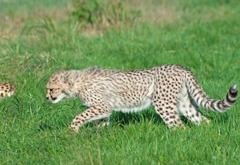 Cheetah (A. Jubatus) cub prowls