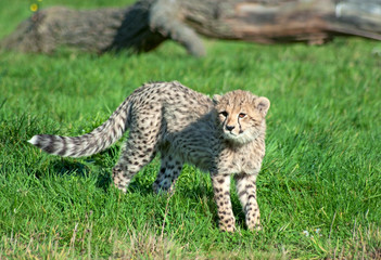 Cheetah (A. Jubatus) cub looks into camera