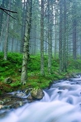 loud river in a mountain forest