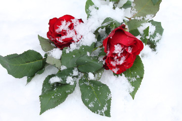Rosen im Schnee