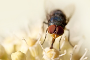 Mouche bleue butinant une fleur