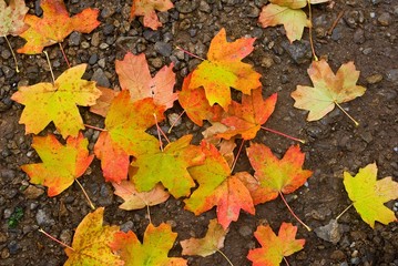 Naklejka na ściany i meble varicoloured autumn leaves background