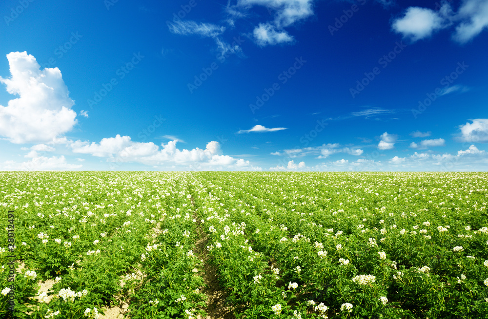 Fototapete potatos field