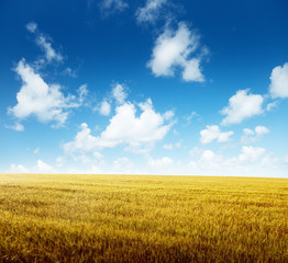 field of barley and sunny day