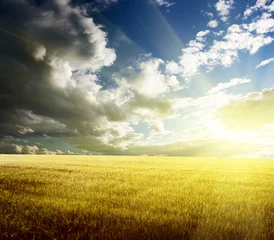 Photo sur Plexiglas Automne field of barley and sunset