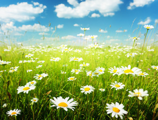 Fototapeta na wymiar pole kwiaty daisy
