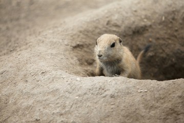 Prairie-Dog