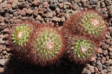 Warzenkaktus mammillaria rhodantha,Gran Canaria