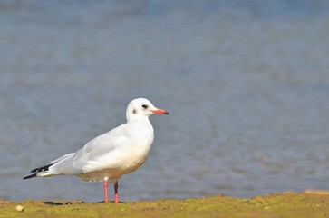 Gaviota reidora,Chroicocephalus ridibundus