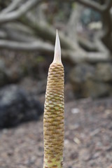 Wolfsmilchgewaechs euphorbia atropurea,Gran Canaria