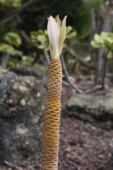 Wolfsmilchgewaechs euphorbia atropurea,Gran Canaria