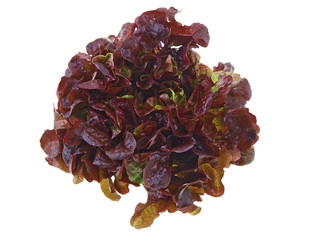 Eichblattsalat freigestellt auf weißem Hintergrund