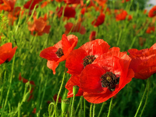 corn flowers and red Poppy