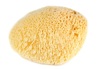 Sea Sponge Isolated on White