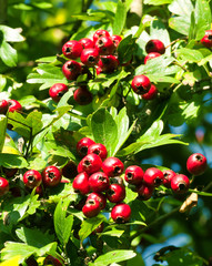 Hawthorn berries