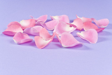 Pink Rose Pedals