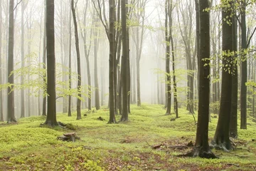 Fototapeten Frühlingsbuchenwald mit Nebel, der sich zwischen den Bäumen bewegt © Aniszewski