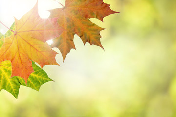 Beautiful autumn leaves on a sunny day