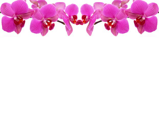 Fototapeta na wymiar orchid background