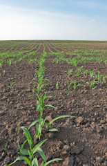 Ascent young wheat