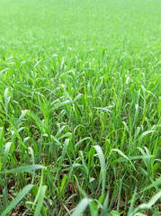 Obraz premium Young green grass