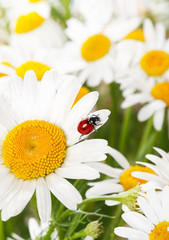 Ladybird on a camomile