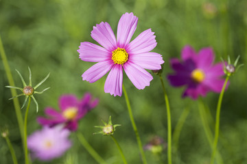 Obraz premium Pink Cosmos Flowers