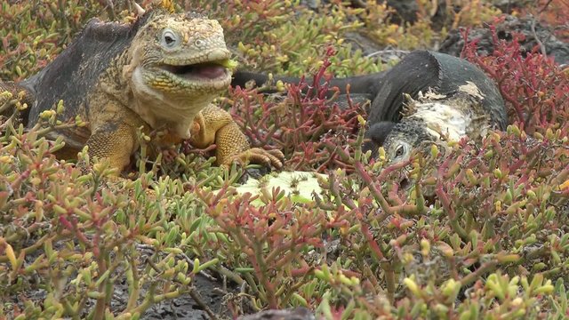 Landleguan auf Galapagos beim Fressen von Kaktus